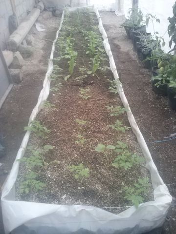 Trasplante de jitomate criollo