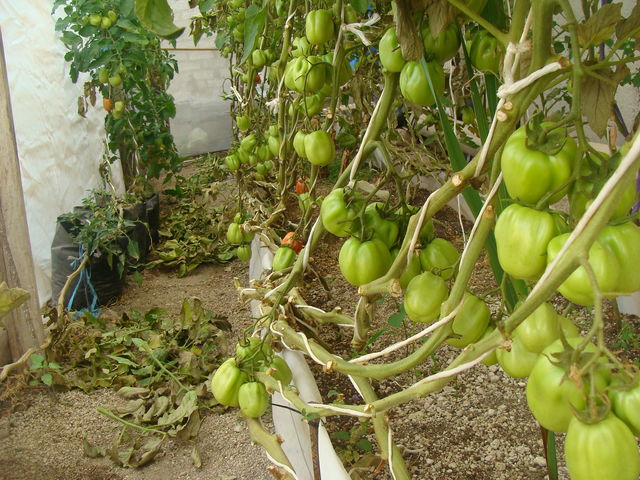 Llenado de frutos